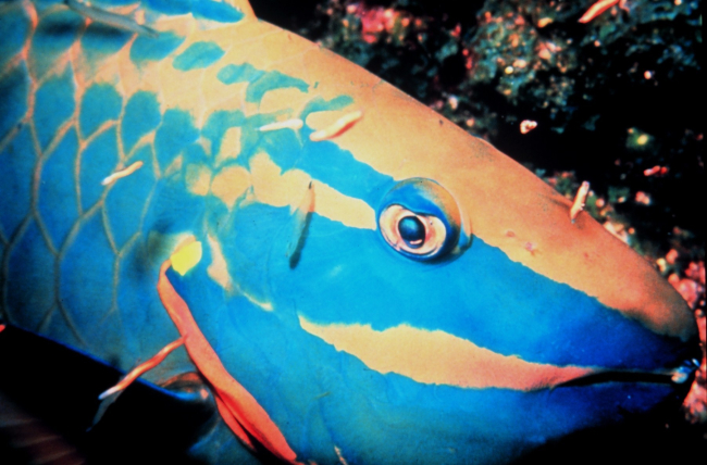 Close-up of a spotlight parrotfish supermale