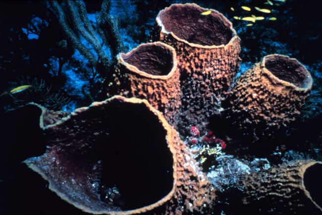 Barrel sponges