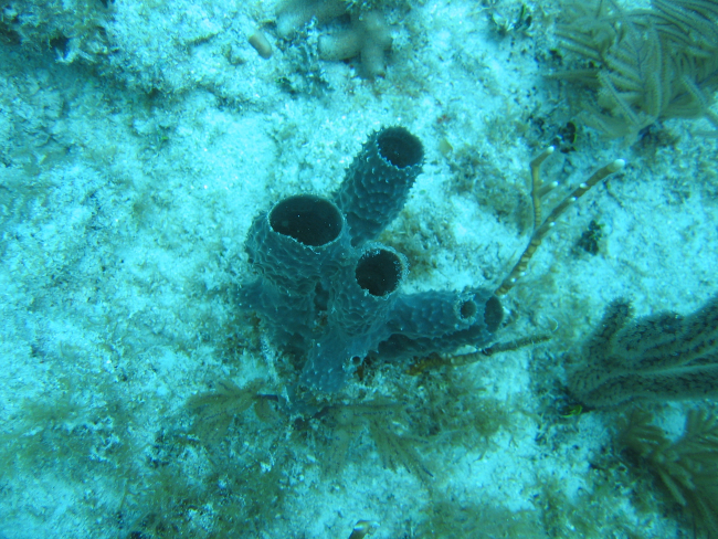 Tube sponges