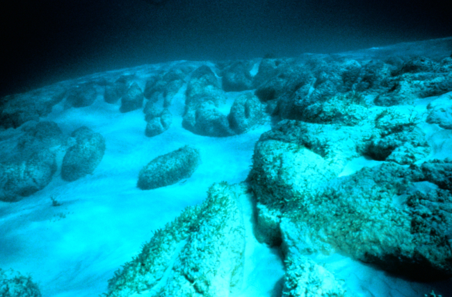 Giant stromatolites