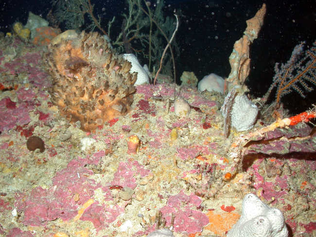 A variety of sponges and corals on a rock outcrop during night observations
