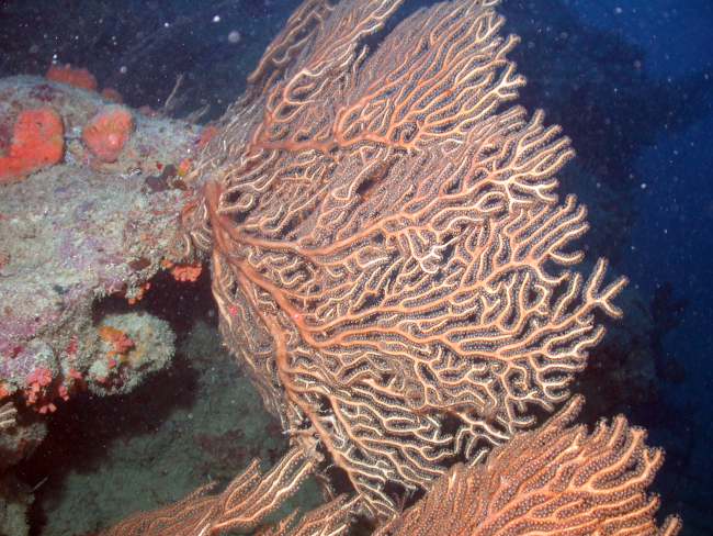 Reddish brown gorgonian coral