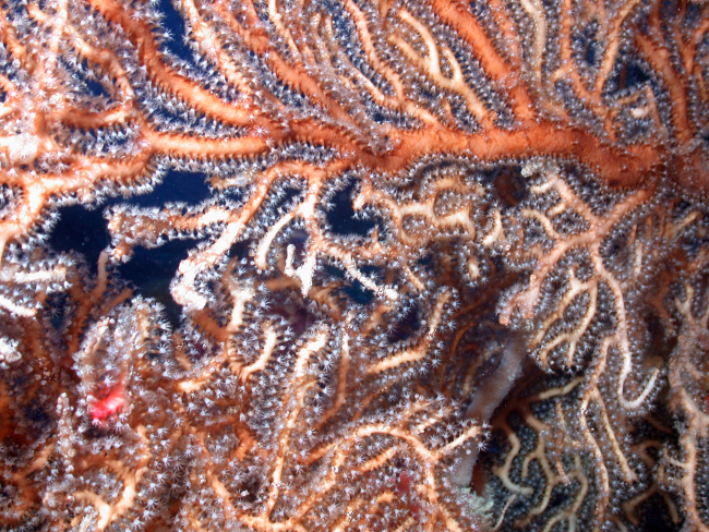 Reddish brown gorgonian coral