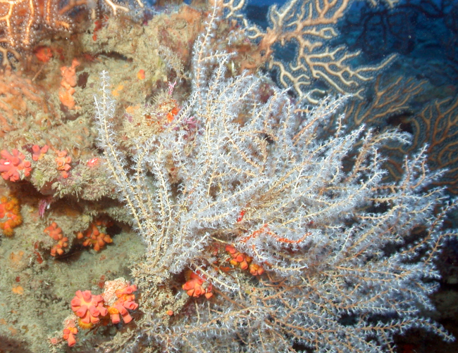 A variety of gorgonian corals