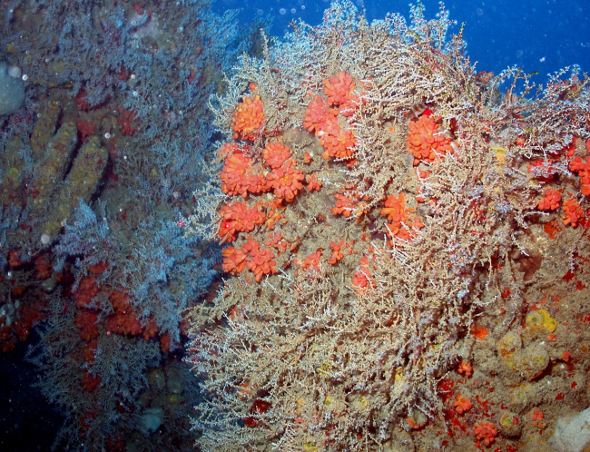 Orange cup corals adorning an outcrop