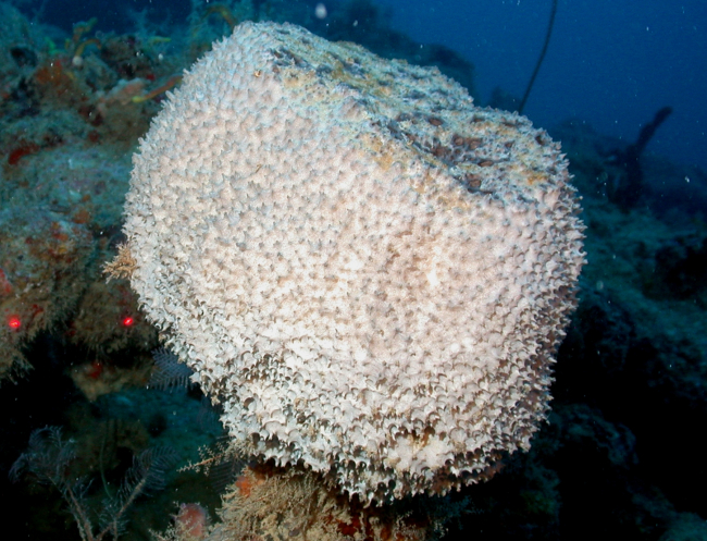 A large brownish white sponge and a few hydroids visible near its base