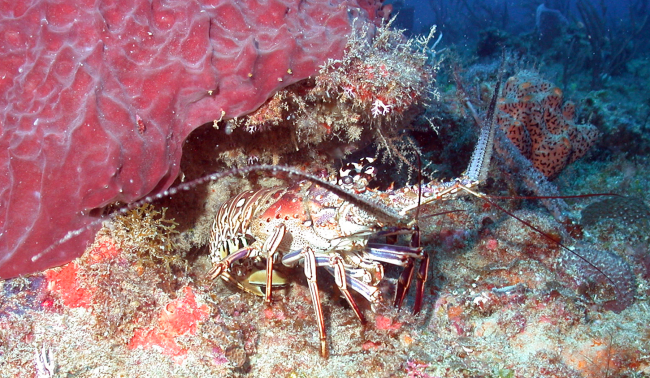 Caribbean spiny lobster (Panilurus argus) next to large red sponge