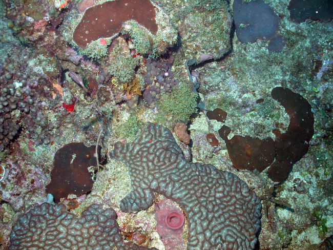 Brown sponge in center, red circular sponge in bottom center, brain coral,star coral (Montastrea sp