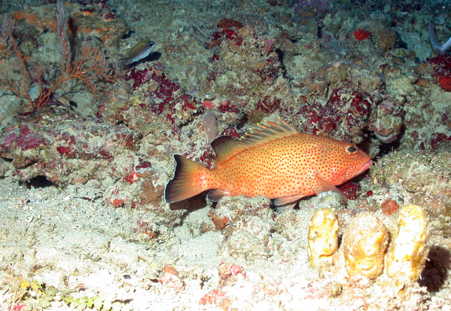 A coney (Cepalopholis fulva) on a rocky substrate with yellow sponges inforeground and an olive chromis (Chromis insolata) in the left background