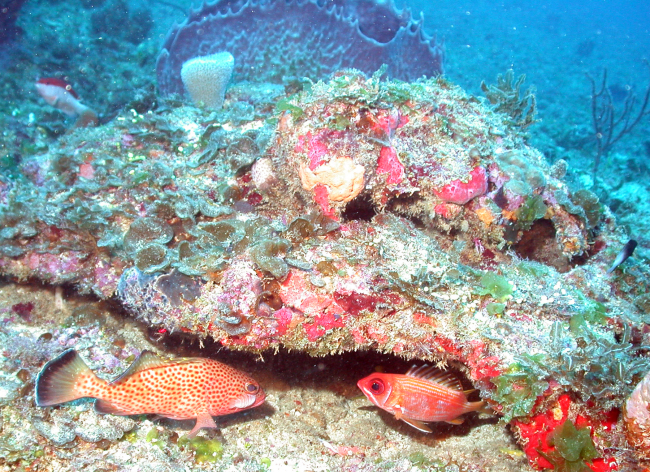 A coney (Cepalopholis fulva)  and a longspine squirrelfish (Holocentrus rufus)using a rock ledge for cover