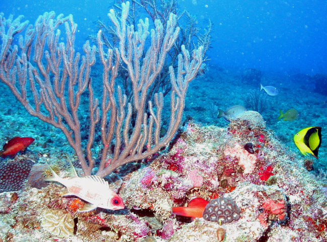 A large gorgonian coral dominates a scene encompassing multiple fish speciesincluding a squirrelfish in the foreground, two coneys, a French grunt, asurgeonfish, a triggerfish, and a rock beauty