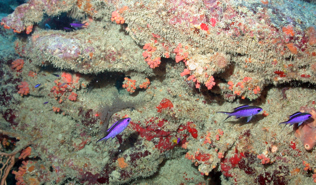 Although purple, blue chromis (Chromis cyanea) against an outcrop withorange-red cup corals and red encrusting sponges