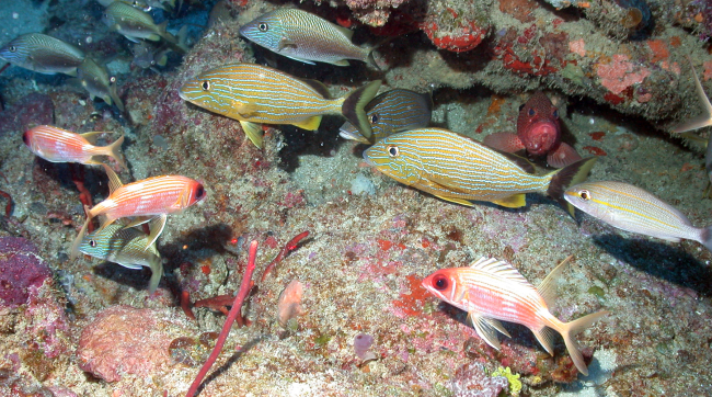 Longspined squirrelfish (Holocentrus rufus) , bluestriped grunts (Haemulon sciurus), white grunts ( Haemulon plumerii), a graysby (Cephalopholiscruentata) peering out from under a ledge, and a lone tomtate (Haemulonaurolineatum) on the right side of the image