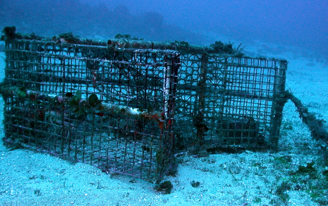 Marine debris - a derelict fish trap with an entrapped spiny lobster