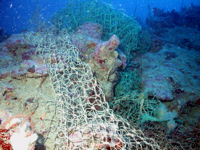 Marine debris - a derelict net entangled on the reef