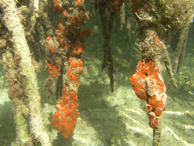 Encrusting sponge (Porifera encrusting spp