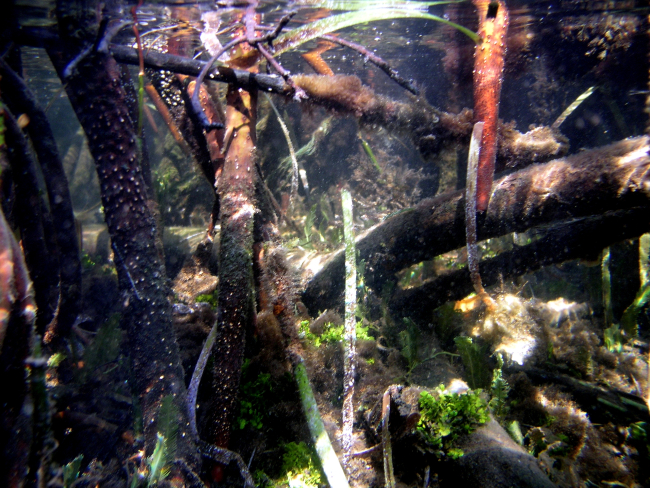 Mangrove prop roots (Rhizophora rts