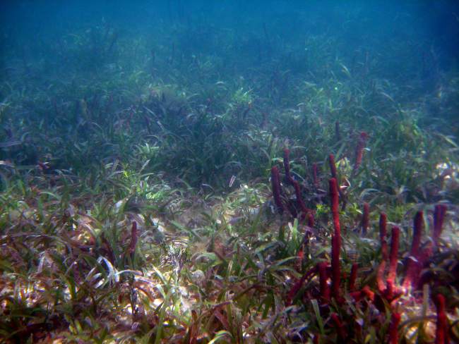 Turtle grass (Thalassia testudinum) with red tube sponges (Porifera spp)