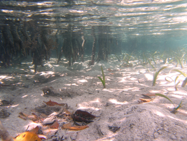Turtle grass (Thalassia testudinum) in the foreground with mangrove detritus andleaves and mangrove prop roots (Rhizophora rts