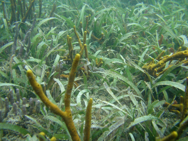 Yellow and gray Porifera upright/erect spp barrel/tube sponges in a turtle grass meadow (Thalassia testudinum)
