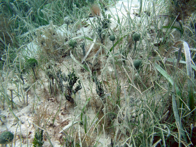 Y branched algae (Dictyota sp