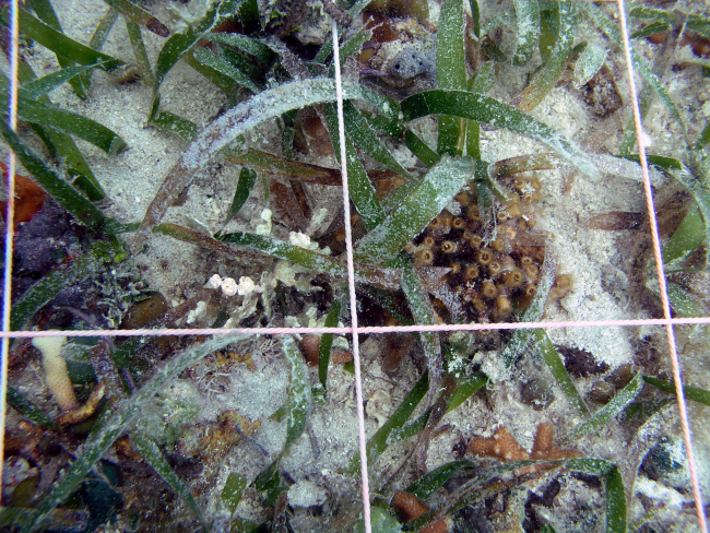 Tube coral (Cladocora abruscula) and turtle grass (Thalassia testudinum)