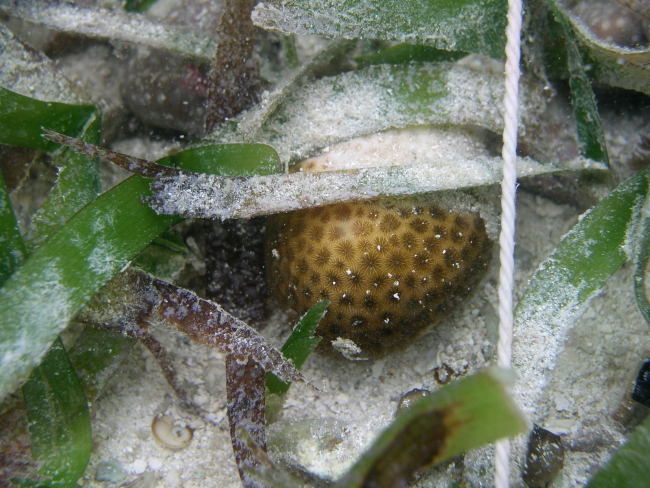 A lesser starlet coral (Siderastrea radians) in a turtle grass (Thalassiatestudinum) meadow