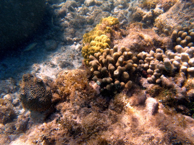 Finger coral (Porites porites), knobby brain coral (Diploria clivosa), and Ybranched algae (Dictyota sp