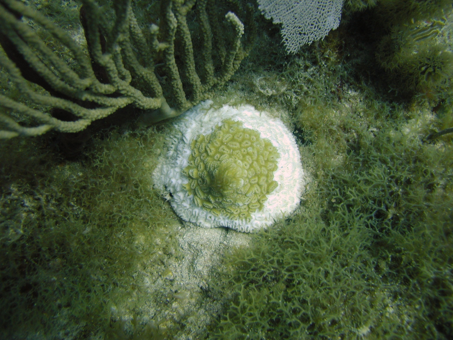 Elliptical star coral (Dichocoenia stokesii) and Y branched algae (Dictyota sp