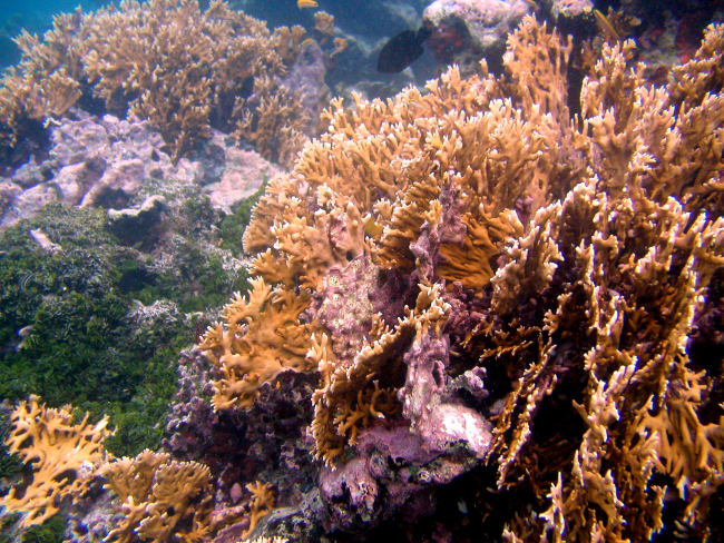 Branching fire coral (Millepora alcicornis) and Halimeda