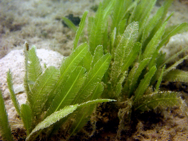 Caulerpa spp algae
