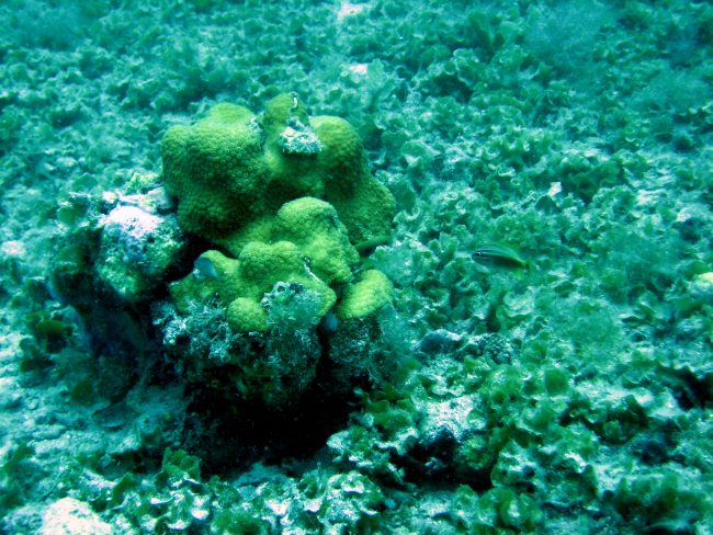 A white grunt at a boulder star coral complex (Montastrea annularis) withencrusting fan-leaf algae (Lobophora sp