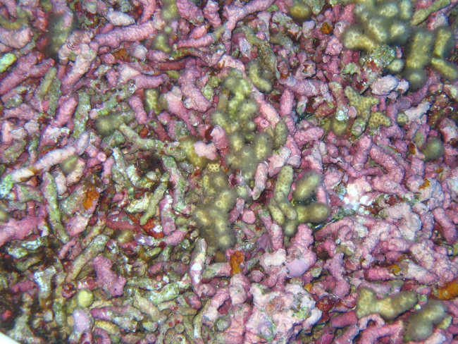 Yellow pencil coral (Madracis mirabilis) and crustose coralline algae (Rhodohyta sp