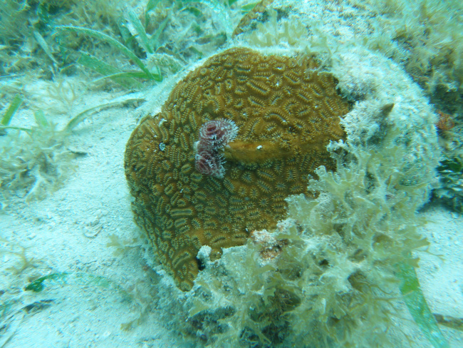 Elliptical star coral (Dichocoenia stokesii) with Christmas tree worms