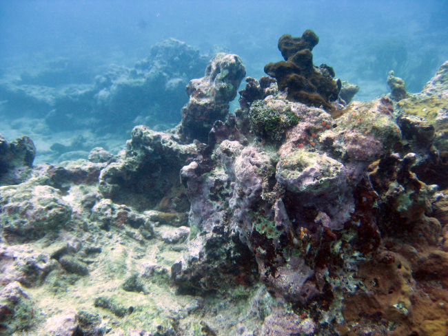 Crustose coralline algae covering a rock outcrop