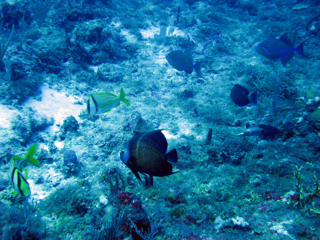 Porkfish (Anisotremus virginicus); Queen triggerfish (Balistes vetula); andFrench angelfish (Pomacanthus paru)
