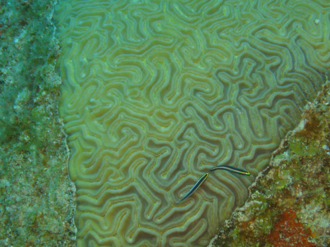 Grooved brain coral (Diploria labyrinthiformis) and Sharknose gobies (Elacatinus evelynae)