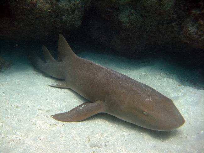 Nurse shark (Ginglymostoma cirratum)