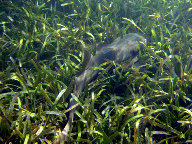 Nurse shark (Ginglymostoma cirratum) in turtle grass (Thalassia testudinum)