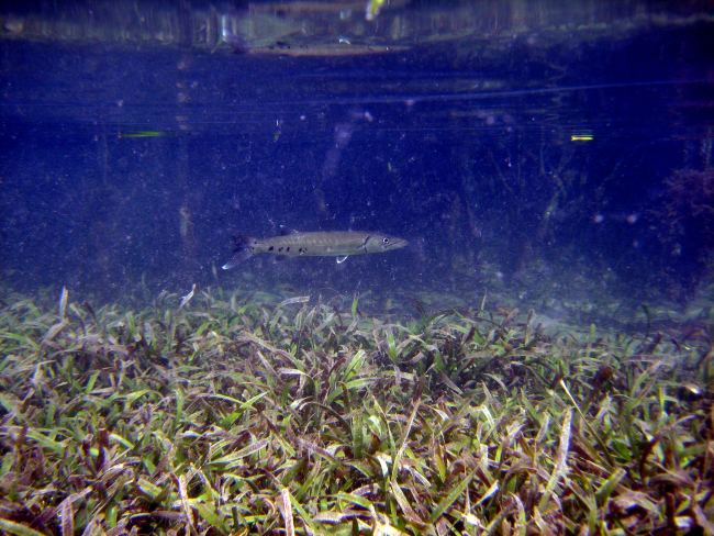 Great barracuda (Sphyraena barracuda) swimming over turtle grass (Thalassiatestudinum)