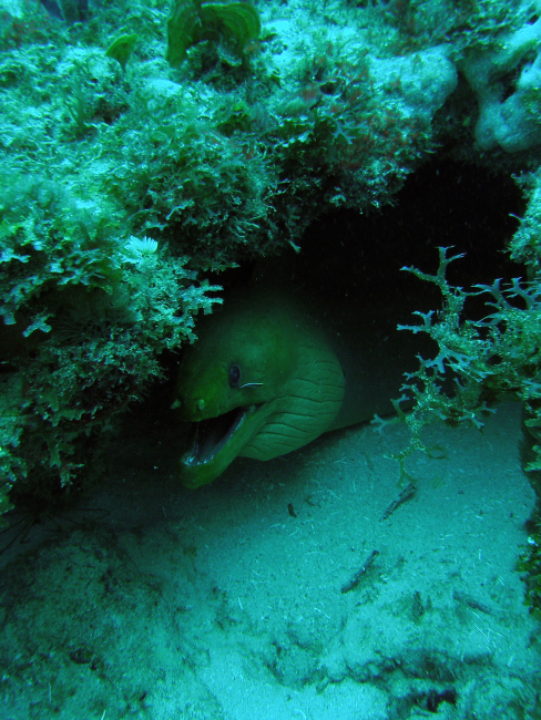 Green moray (Gymnothorax funebris) with Y branched algae and a small goby(Elacatinus sp) near its eye
