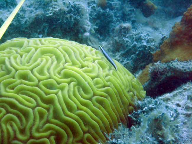 A sharknose goby (Elacatinus evelynae) over a grooved brain coral (Diplorialabyrinthiformis)