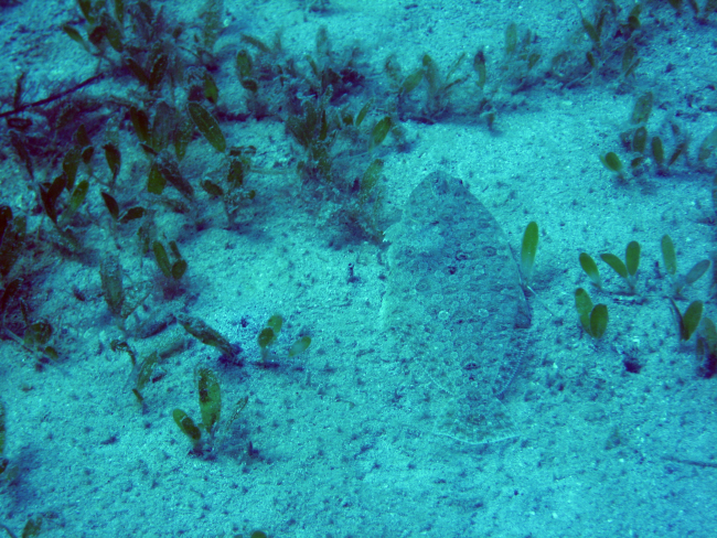 Lefteye flounder (bothus sp