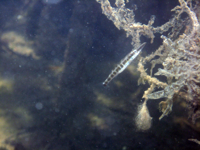 Juvenile great barracuda (Sphyraena barracuda)