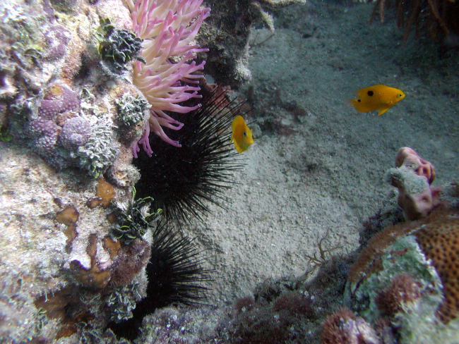 A threespot damselfish (Stegastes planifrons), a yellow tang (Acanthuruscoeruleus), and a large pink anemone