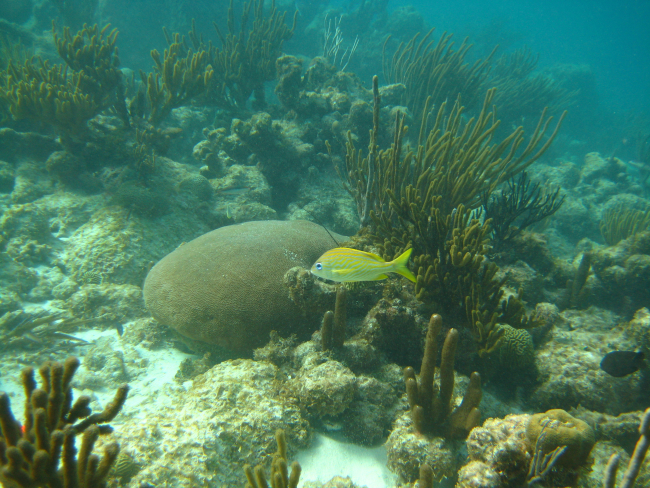 French grunt (Haemulon flavolineatum) and a massive starlet coral ( Siderastreasiderea)
