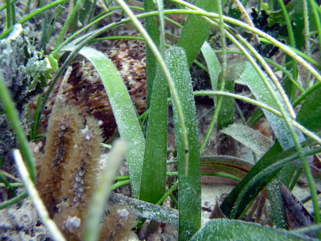 Puffer in turtle grass (Thalassia testudinum)