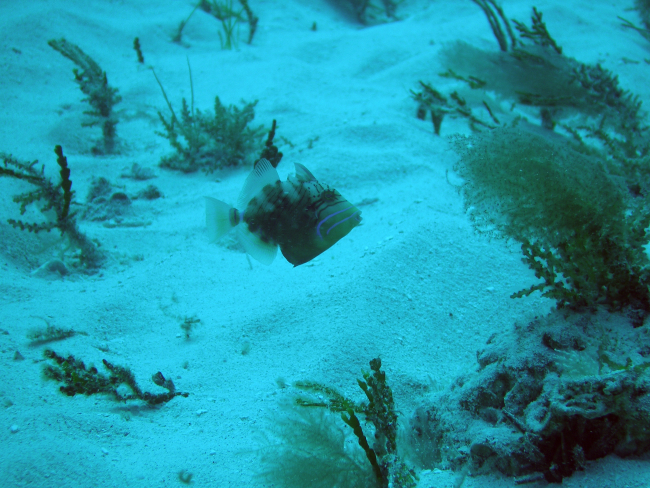 Queen triggerfish (Balistes vetula)