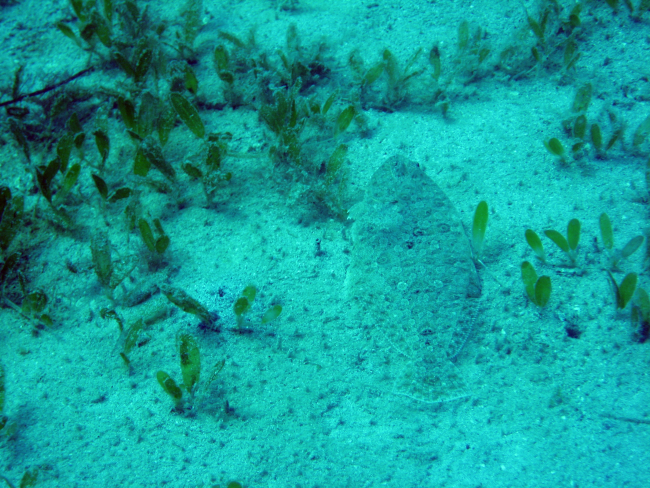 Lefteye flounder (Bothus sp