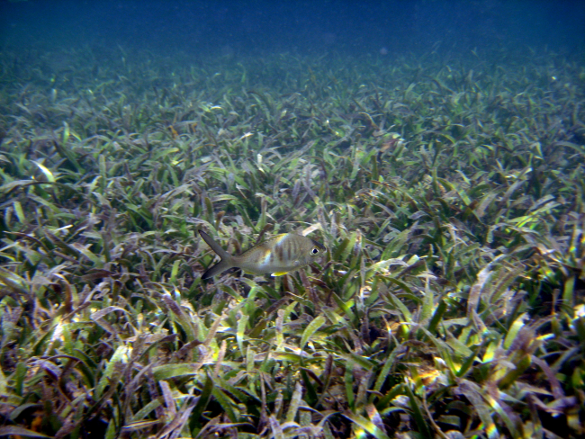 Yellowfin mojarra (Gerres cinereus) in turtle grass (Thalassia testudinum) bed